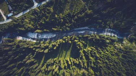 River in middle of pine forest. Stock Photos