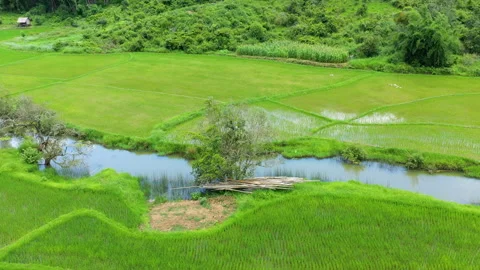 A river in the middle of the rice fields in water Stock Footage 164827370