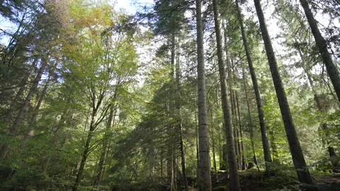 River in the middle of spruce tree forest, moss covered stones Stock Footage 158970489