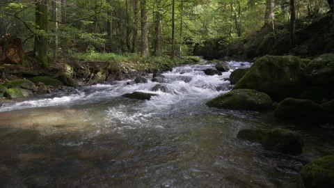 River in the middle of spruce tree forest, moss covered stones Stock Footage 158970531