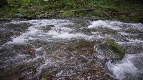 River in the middle of spruce tree forest, moss covered stones Stock Footage 158970644