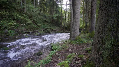 River in the middle of spruce tree forest, moss covered stones Stock Footage 158970819