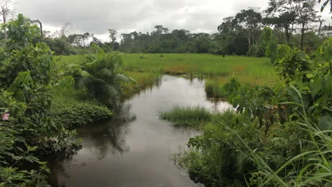 A river in the middle of trees and fields, in Ivory Coast Stock Footage 221575294