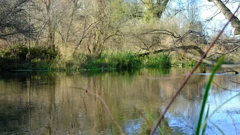 River mitterwasser in a riverside forest Stock Footage 143636989