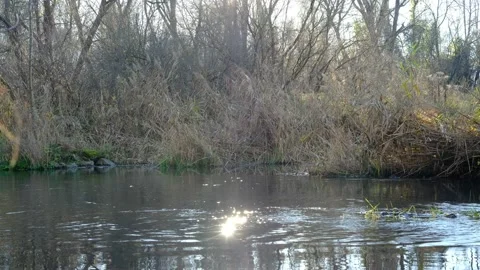 River mitterwasser in a riverside forest Vidéo 143637071