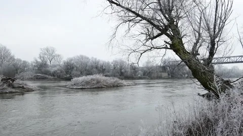 River morava in the austrian national park donau-march-thaya-auen at the border 库存影片 146574542