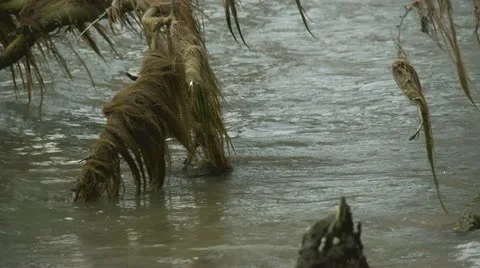 River moss Video stock 11839114