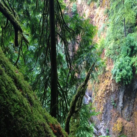 River in Mossy Forest Background Stock Footage 69694503