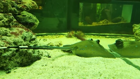 River motor-eye stingray, stingray living in fresh water, lives in the Amazon Video stock 300340666