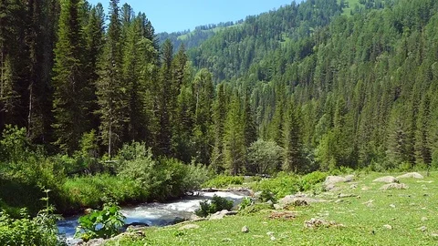 River in the mountain forest Stock Footage 77623298