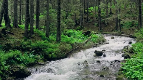River mountain forest green wild clean water Video stock 137258094