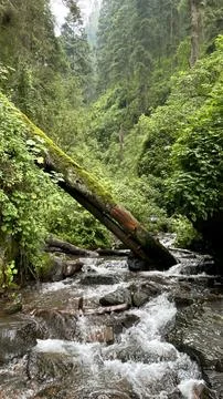 River in the mountain forest Stock Photos