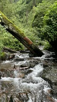 River in the mountain forest Stock Photos