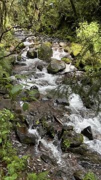 River in the mountain forest Stock Photos