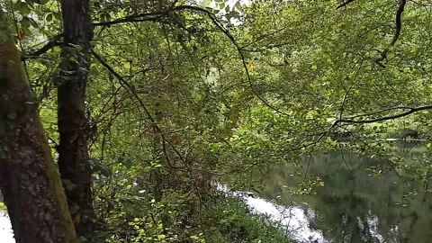 River in mountain forest in summer Stock Footage 236141290