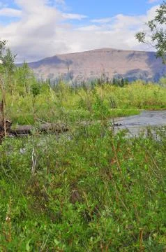 River in mountain taiga. Stock Photos