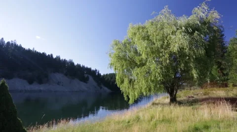 River mountain tree tracking shot nature Stock Footage 45897521