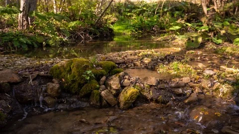 The river in the mountains with clear water flows through the autumn forest Video stock 97136576