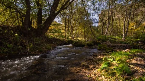 The river in the mountains with clear water flows through the autumn forest Video stock 97136641
