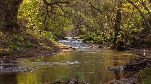 The river in the mountains with clear water flows through the autumn forest Video stock 97136759