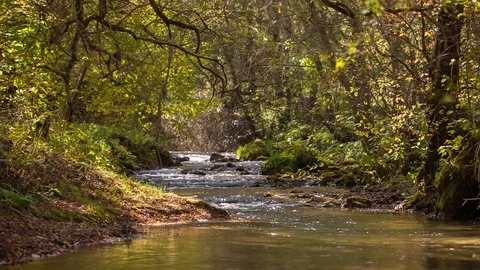 The river in the mountains with clear water flows through the autumn forest Video stock 97136803