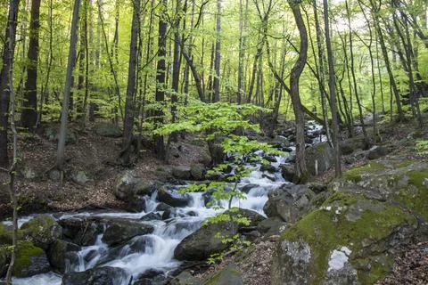 A river in the mountains during springtime Stock Photos