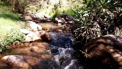 River moving bush Stock Footage 98323838