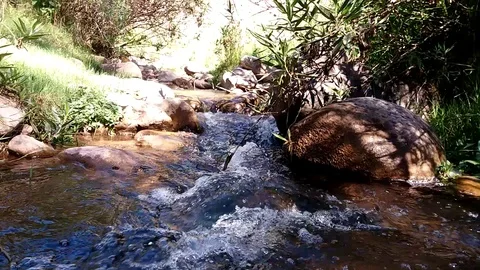 River moving bush Stock Footage 98323863