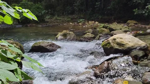 River Mulito flowing over mossy rocks in tropical jungle, Pedernales, DR Stock Footage 330085861