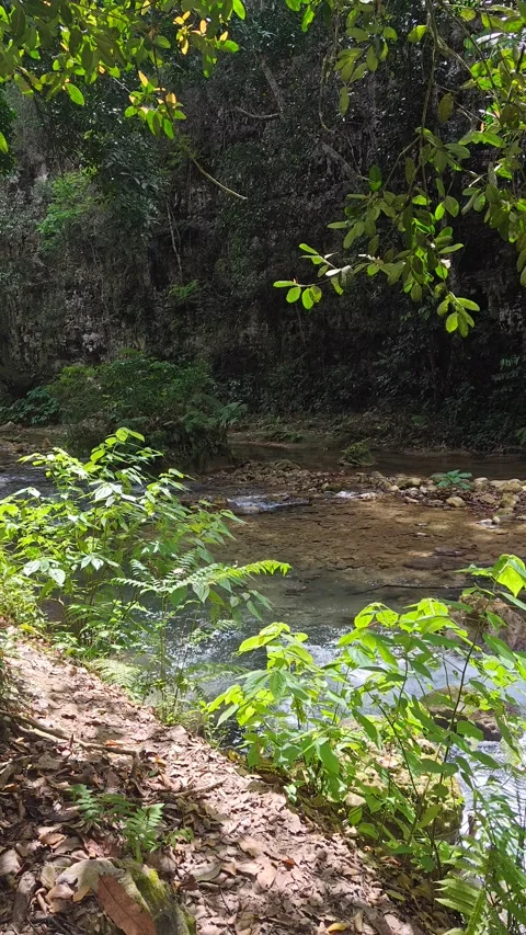 River Mulito flowing over mossy rocks in tropical jungle, Pedernales, DR Vidéo 330086372
