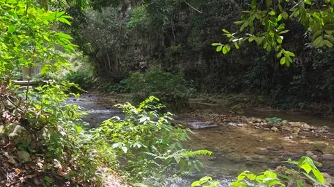 River Mulito flowing over mossy rocks in tropical jungle, Pedernales, DR 스톡 동영상 330086545