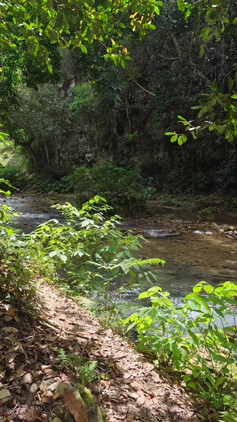 River Mulito flowing over mossy rocks in tropical jungle, Pedernales, DR 스톡 동영상 330086546