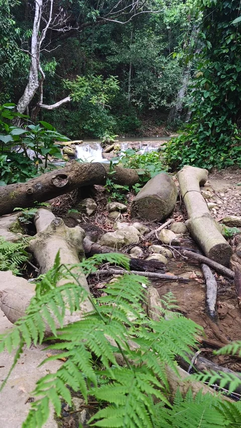 River Mulito flowing over mossy rocks in tropical jungle, Pedernales, DR 스톡 동영상 330087345
