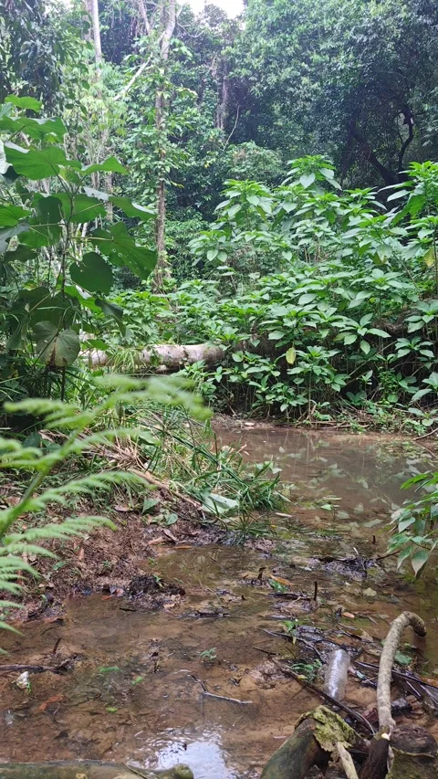 River Mulito flowing over mossy rocks in tropical jungle, Pedernales, DR Vidéo 330087491