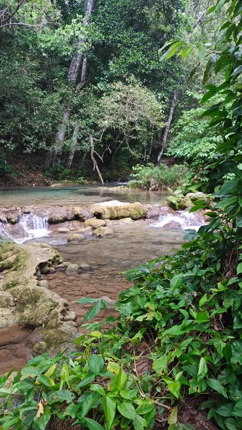 River Mulito flowing over mossy rocks in tropical jungle, Pedernales, DR Vidéo 330087745
