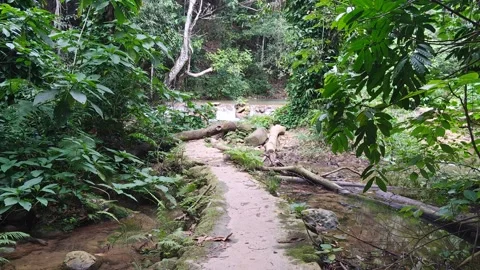 River Mulito flowing over mossy rocks in tropical jungle, Pedernales, DR Stock-Footage 330087795