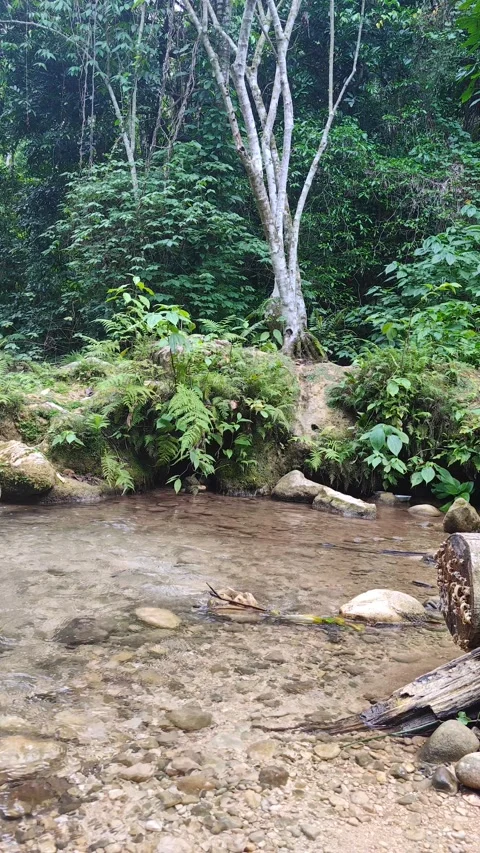 River Mulito flowing over mossy rocks in tropical jungle, Pedernales, DR Video stock 330088172