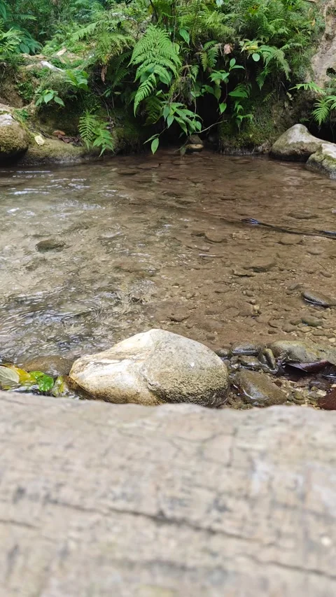 River Mulito flowing over mossy rocks in tropical jungle, Pedernales, DR 스톡 동영상 330088337