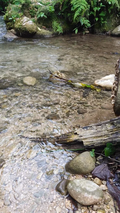 River Mulito flowing over mossy rocks in tropical jungle, Pedernales, DR Stock-Footage 330088342