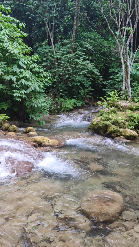 River Mulito flowing over mossy rocks in tropical jungle, Pedernales, DR Stock Footage 330088503