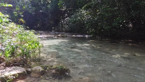 River Mulito flowing over mossy rocks in tropical jungle, Pedernales, DR Vidéo 334259989