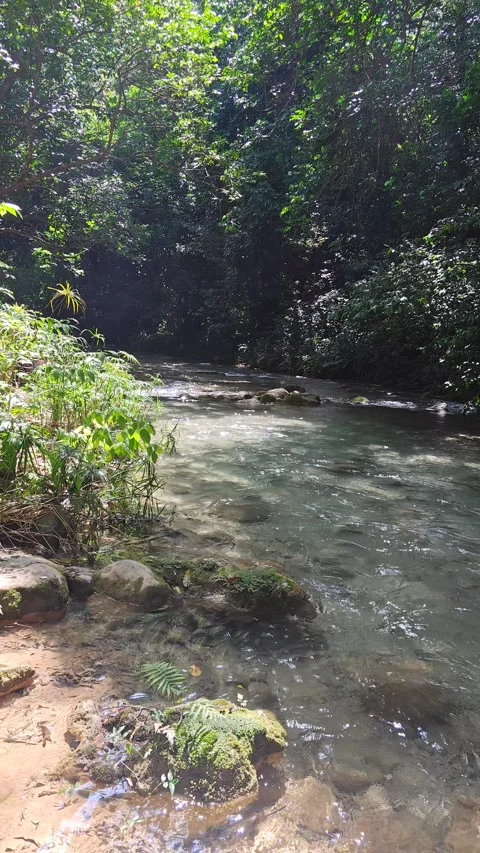 River Mulito flowing over mossy rocks in tropical jungle, Pedernales, DR Vidéo 334260073