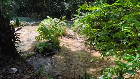 River Mulito flowing over mossy rocks in tropical jungle, Pedernales, DR Vidéo 334260113