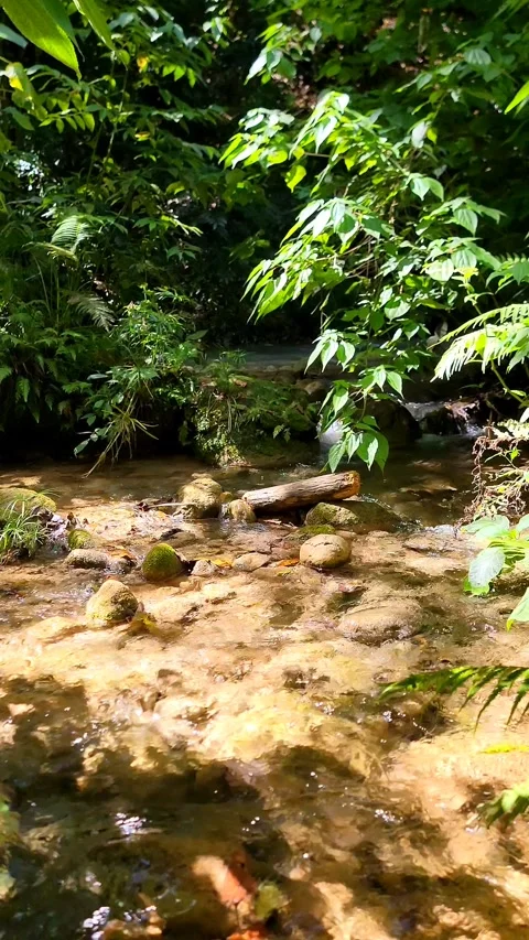 River Mulito flowing over mossy rocks in tropical jungle, Pedernales, DR Vidéo 334260123