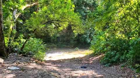 River Mulito flowing over mossy rocks in tropical jungle, Pedernales, DR Vidéo 334260152