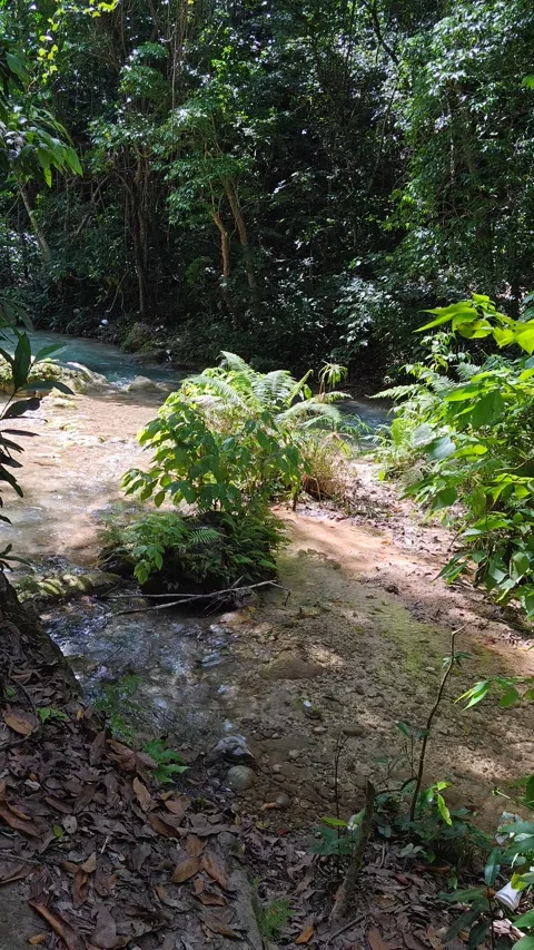 River Mulito flowing over mossy rocks in tropical jungle, Pedernales, DR Vidéo 334260165
