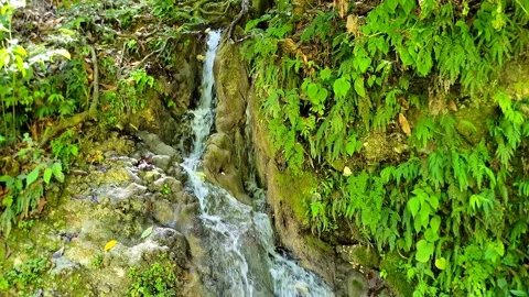 River Mulito flowing over mossy rocks in tropical jungle, Pedernales, DR Vidéo 334260393