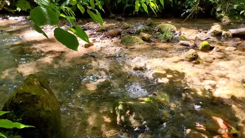 River Mulito flowing over mossy rocks in tropical jungle, Pedernales, DR Vidéo 334260394