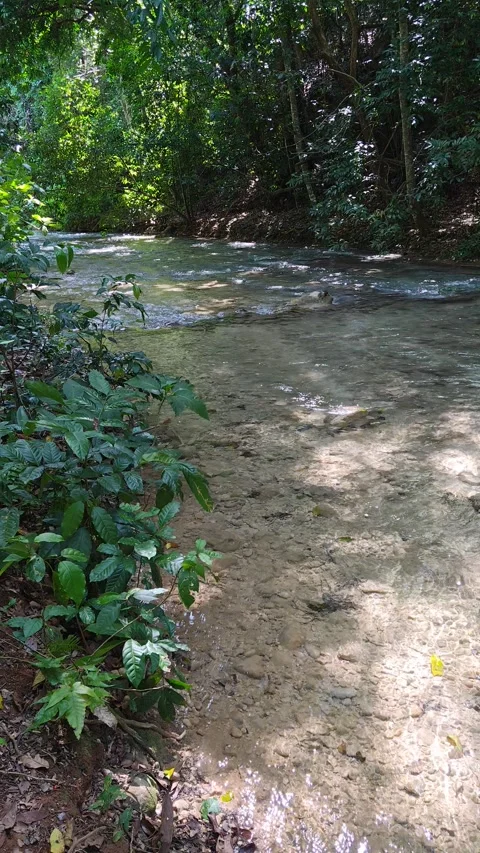 River Mulito flowing over mossy rocks in tropical jungle, Pedernales, DR Vidéo 334260816