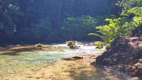 River Mulito flowing over mossy rocks in tropical jungle, Pedernales, DR Vidéo 334260883